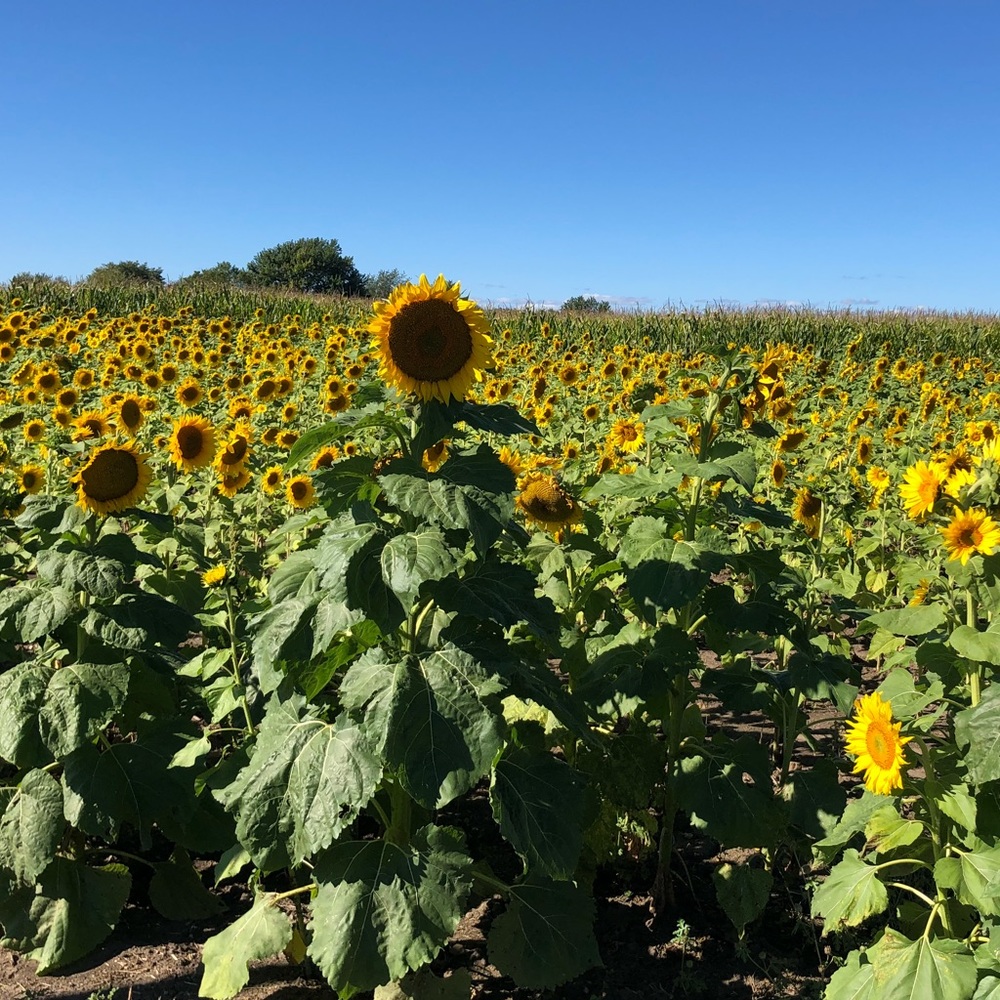 Meet your Posher, Michele